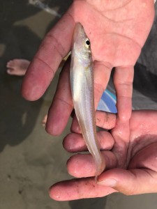 人生初の釣り体験