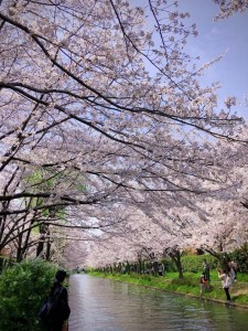 桜の季節