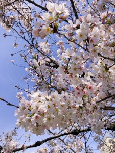 桜